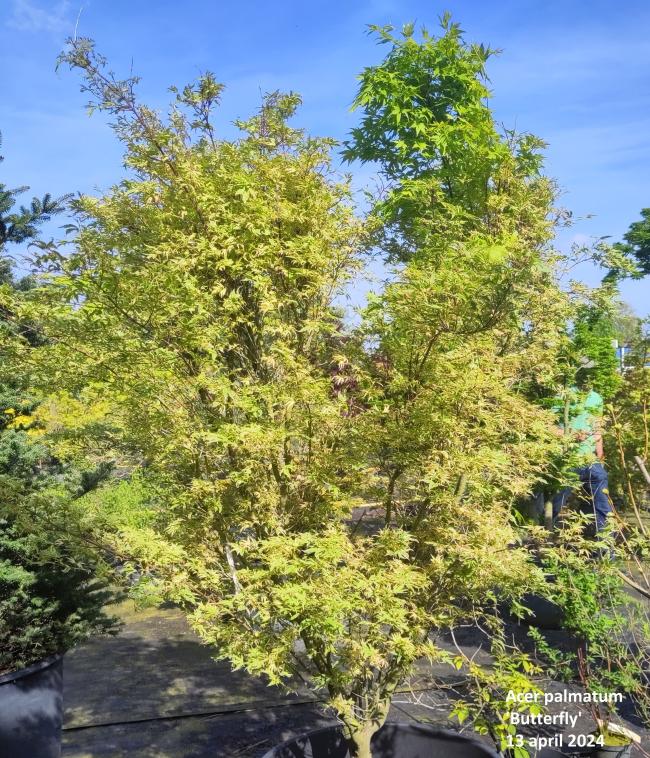 Acer palmatum 'Butterfly'
