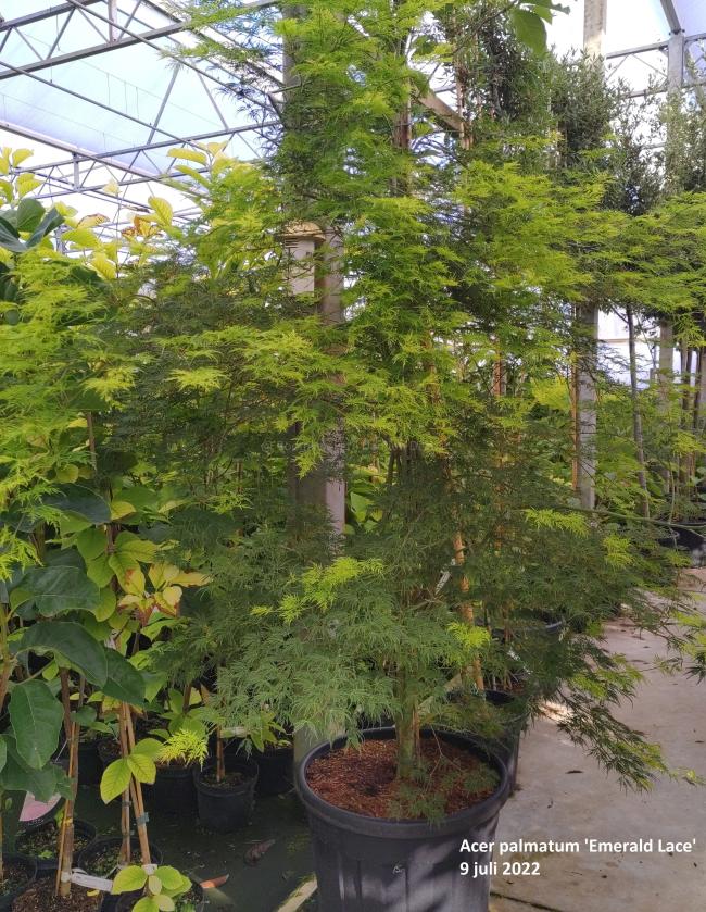 Acer palmatum 'Emerald Lace'