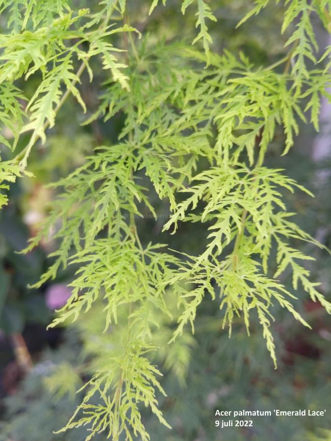 Acer palmatum 'Emerald Lace'