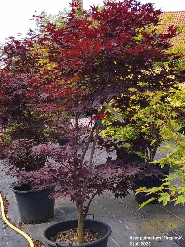Acer palmatum 'Fireglow'
