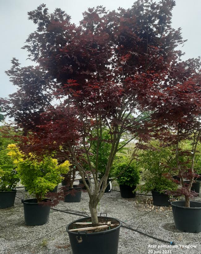 Acer palmatum 'Fireglow'