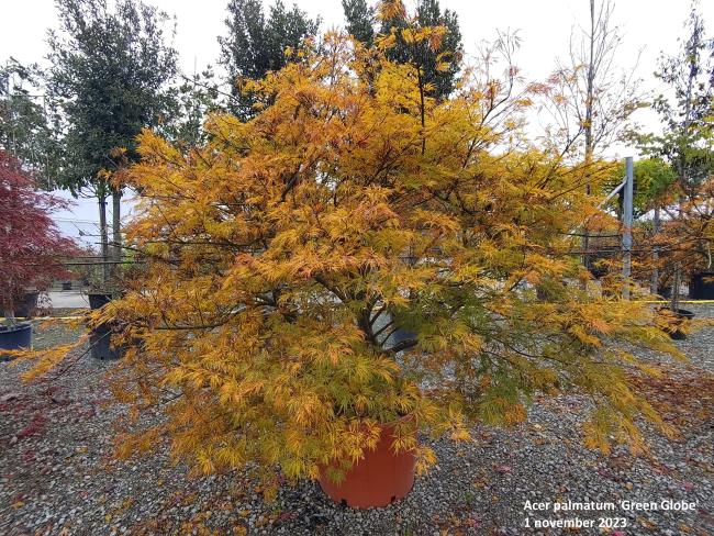 Acer palmatum 'Green Globe'