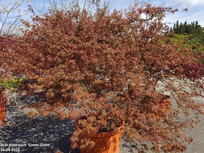 Acer palmatum 'Green Globe'
