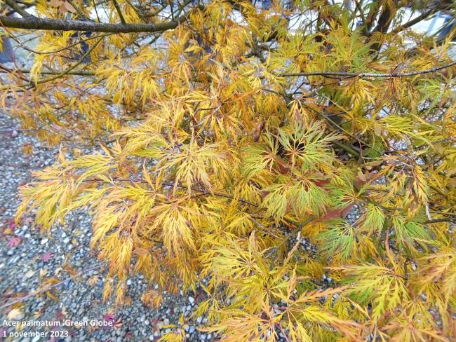 Acer palmatum 'Green Globe'