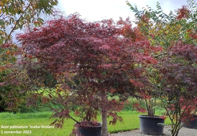 Acer palmatum 'Inaba-Shidare'