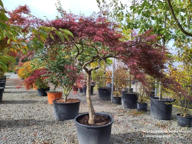 Acer palmatum 'Inaba-Shidare'