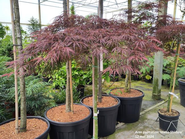 Acer palmatum 'Inaba-Shidare'