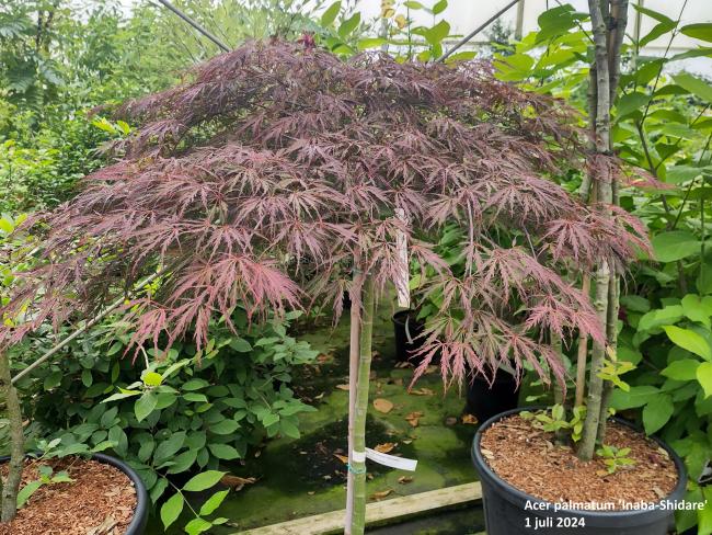 Acer palmatum 'Inaba-Shidare'