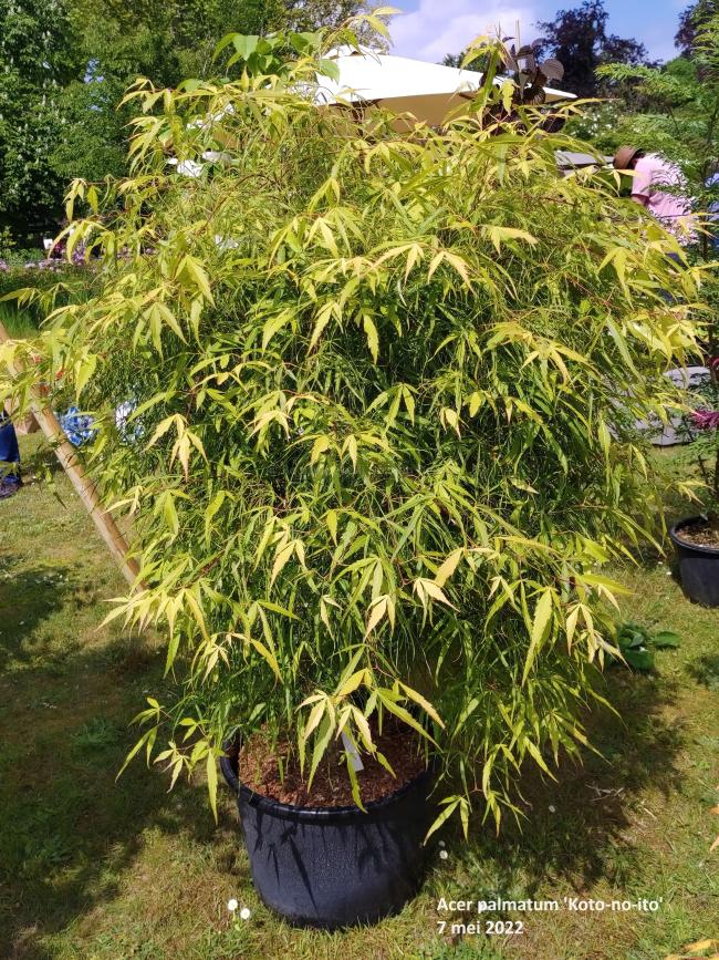 Acer palmatum 'Koto-no-ito'