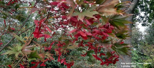 Acer palmatum 'Masu-kagami'