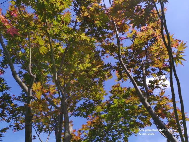 Acer palmatum 'Masu-kagami'