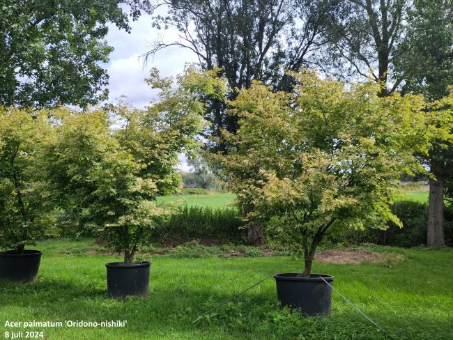 Acer palmatum 'Oridono-nishiki'