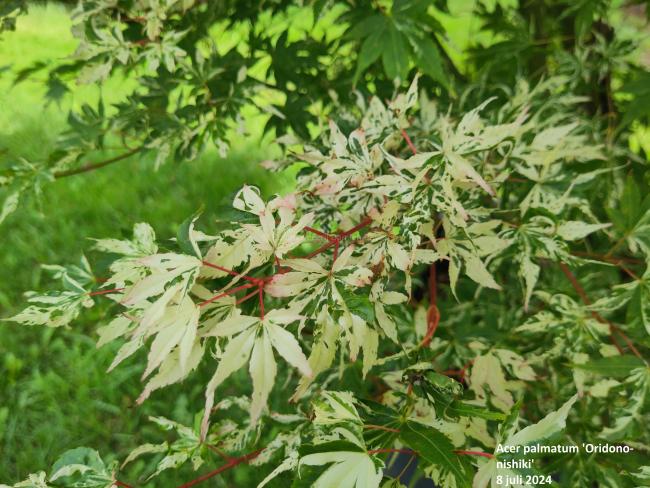 Acer palmatum 'Oridono-nishiki'