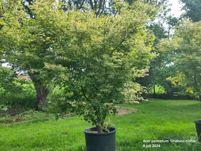 Acer palmatum 'Oridono-nishiki'