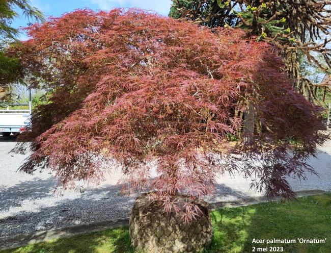 Acer palmatum 'Ornatum'