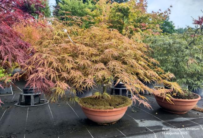 Acer palmatum 'Ornatum'