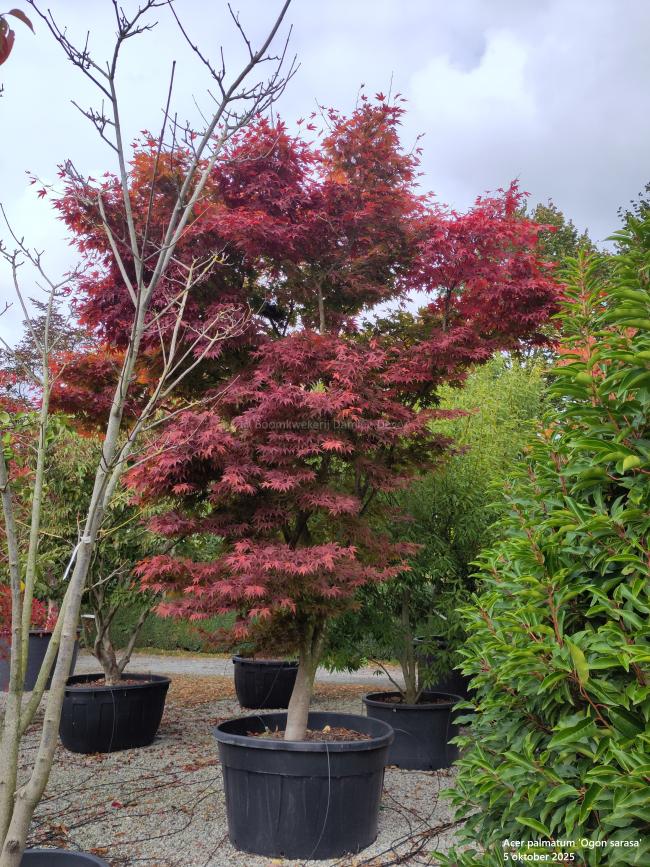 Acer palmatum 'Ogon sarasa'