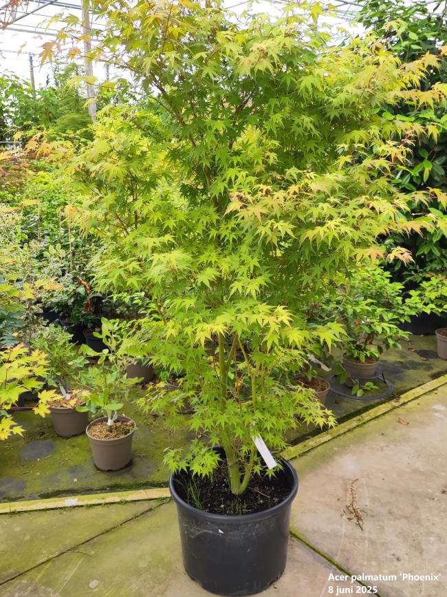 Acer palmatum 'Phoenix'