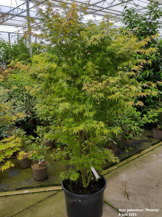 Acer palmatum 'Phoenix'