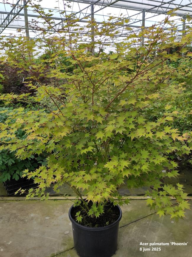 Acer palmatum 'Phoenix'