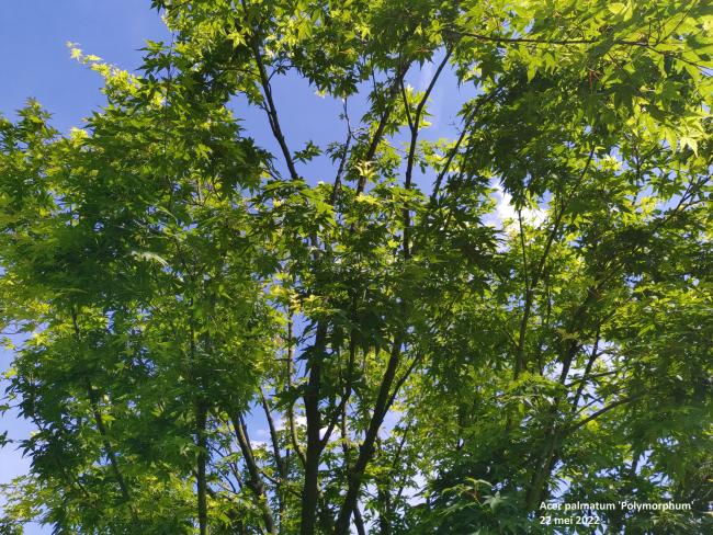 Acer palmatum 'Polymorphum'
