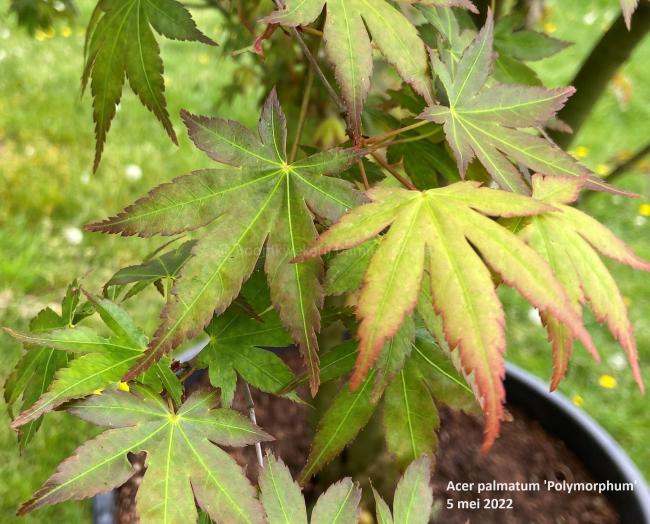 Acer palmatum 'Polymorphum'
