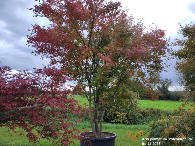 Acer palmatum 'Polymorphum'