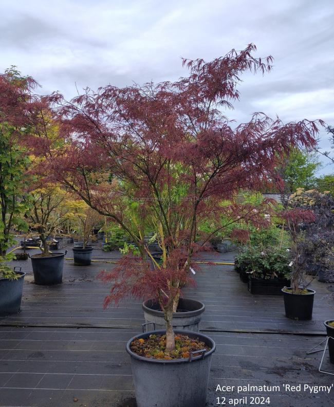 Acer palmatum 'Red Pygmy'