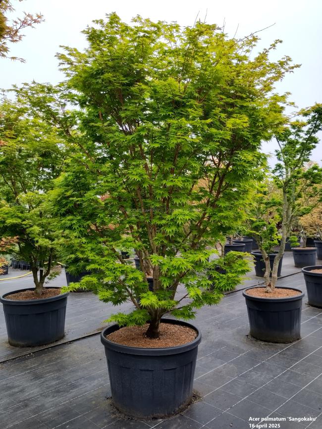 Acer palmatum 'Sangokaku'