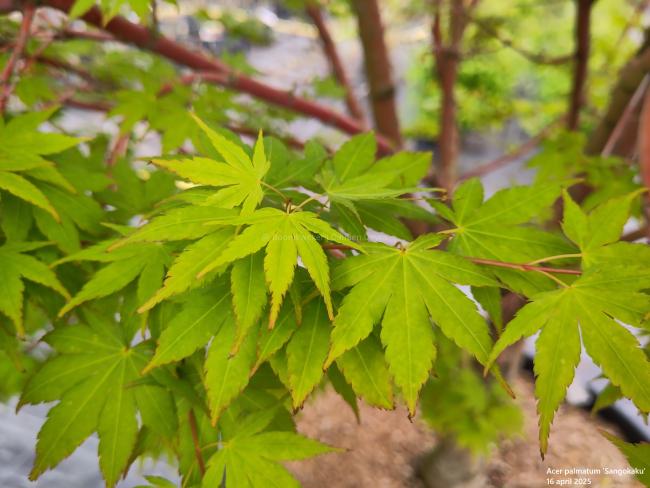 Acer palmatum 'Sangokaku'