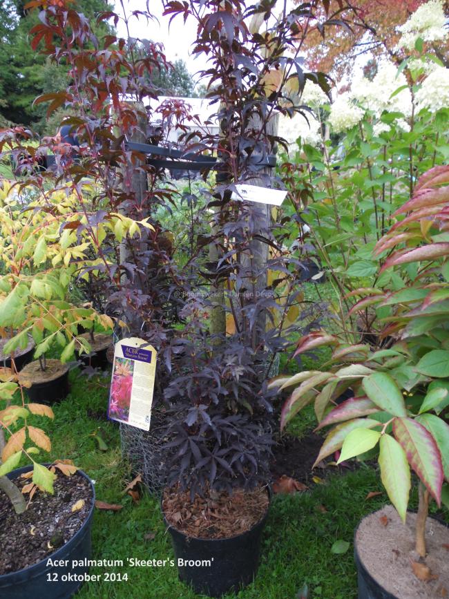 Acer palmatum 'Skeeter's Broom'