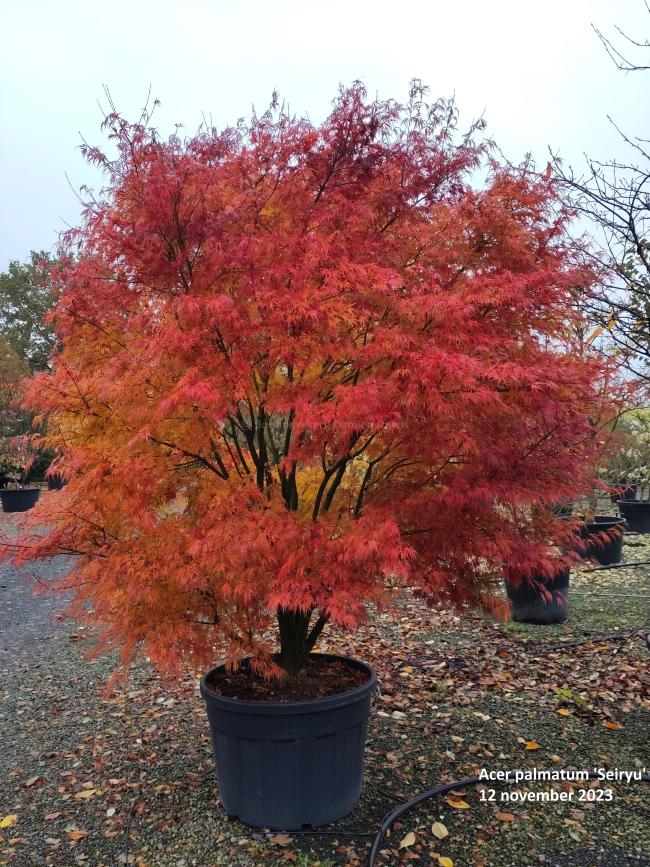 Acer palmatum 'Seiryu'