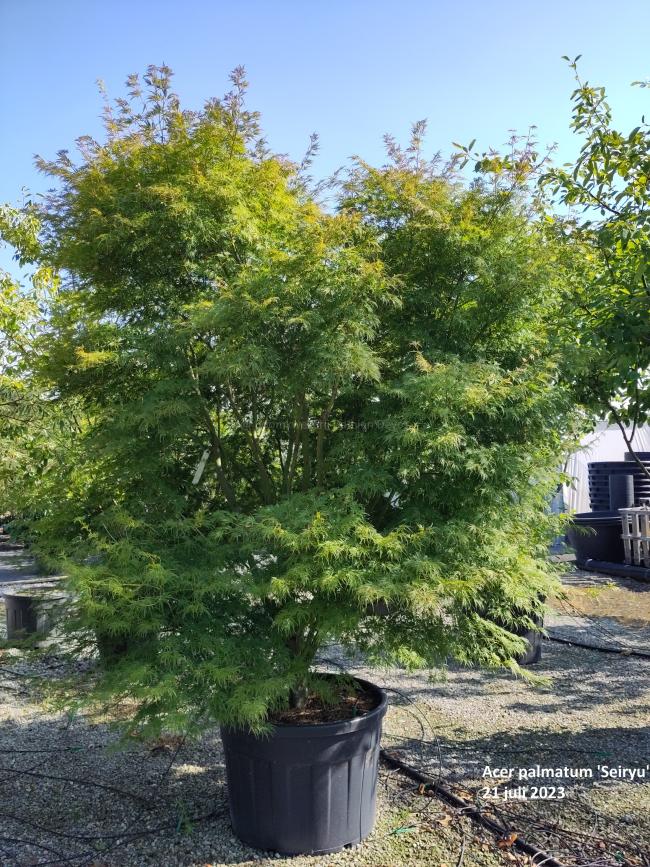 Acer palmatum 'Seiryu'