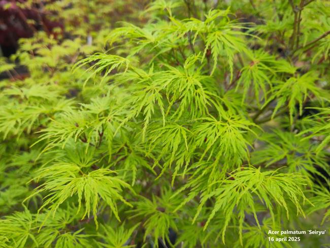 Acer palmatum 'Seiryu'