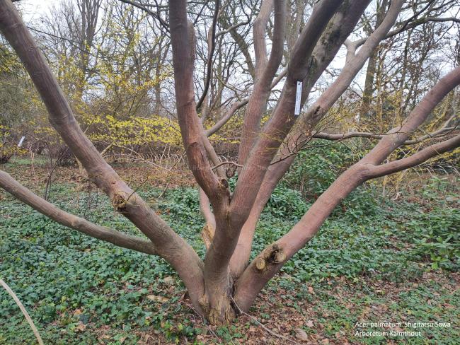 Acer palmatum 'Shigitatsu Sawa'
