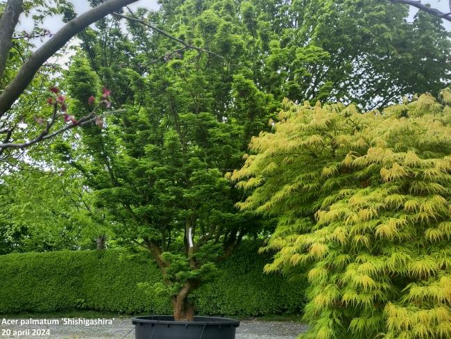 Acer palmatum 'Shishigashira'