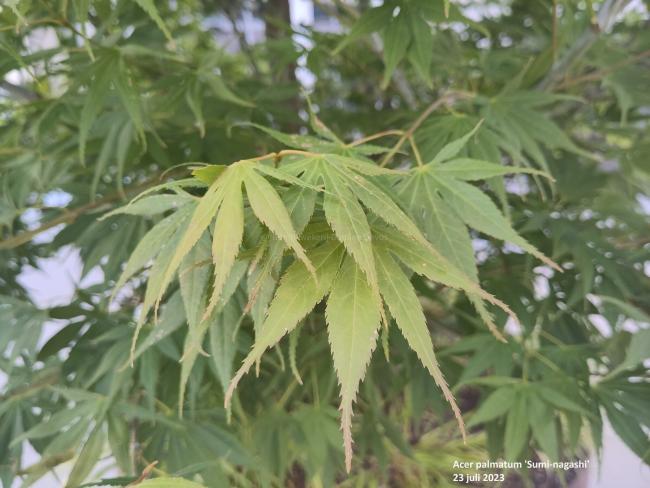 Acer palmatum 'Sumi-nagashi'
