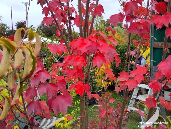 Acer rubrum 'Brandywine'