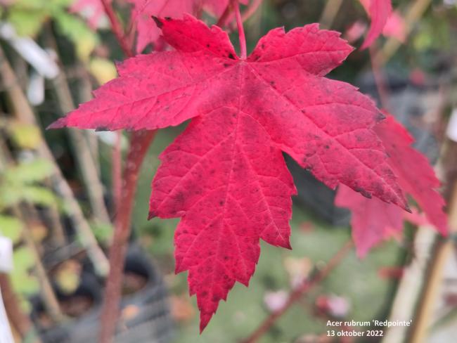 Acer rubrum 'Redpointe' ®