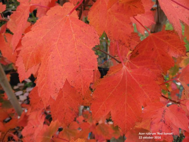 Acer rubrum 'Red Sunset'