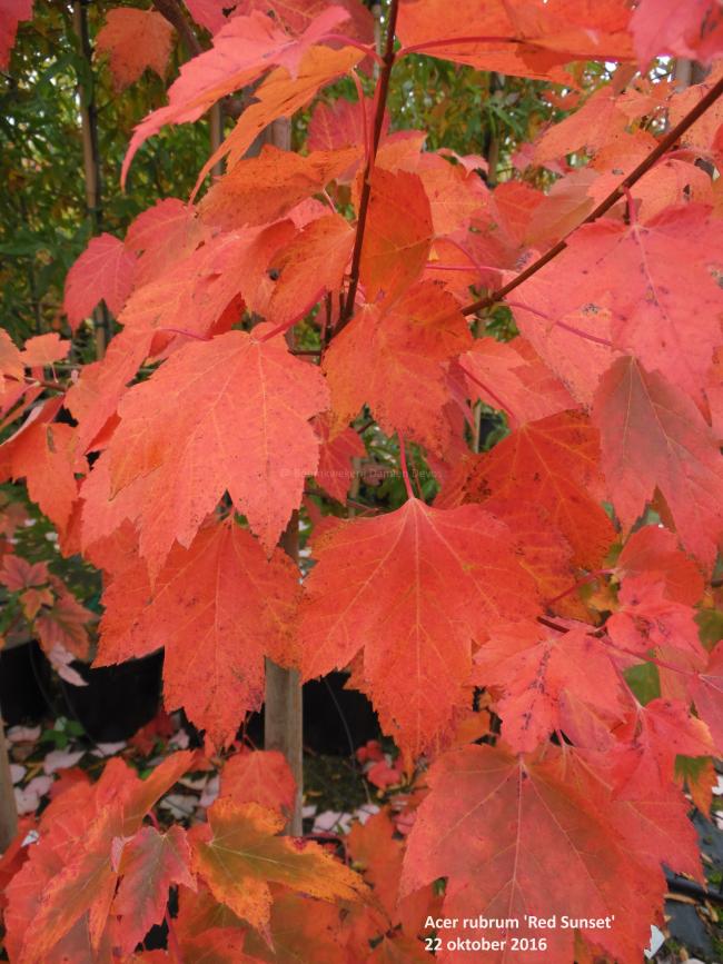 Acer rubrum 'Red Sunset'