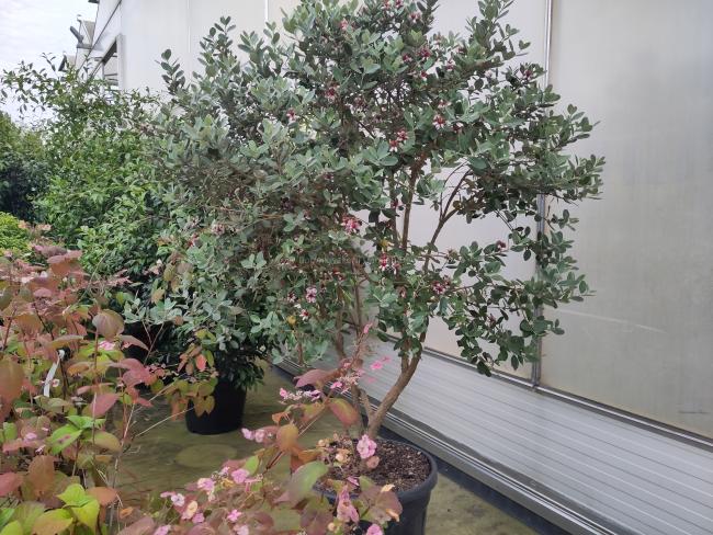 Acca sellowiana (= Feijoa sellowiana)