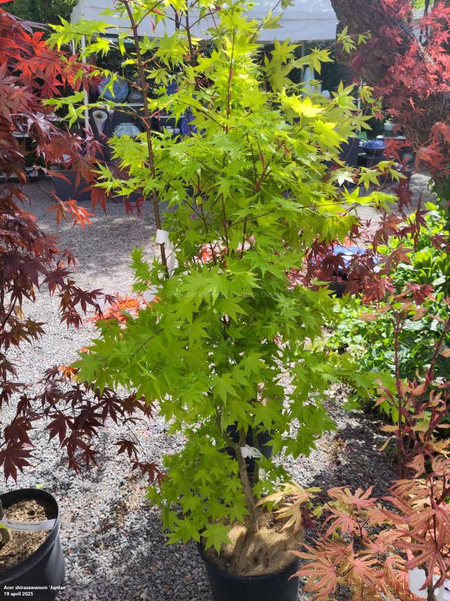 Acer shirasawanum 'Jordan'