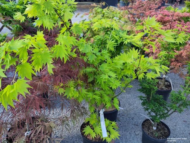 Acer shirasawanum 'Jordan'