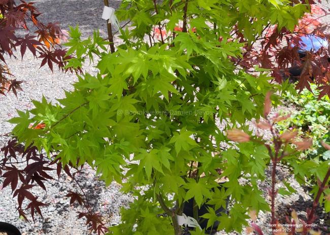 Acer shirasawanum 'Jordan'
