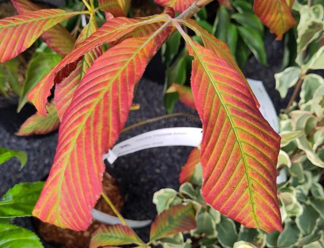 Aesculus 'Chocolate Autumn'