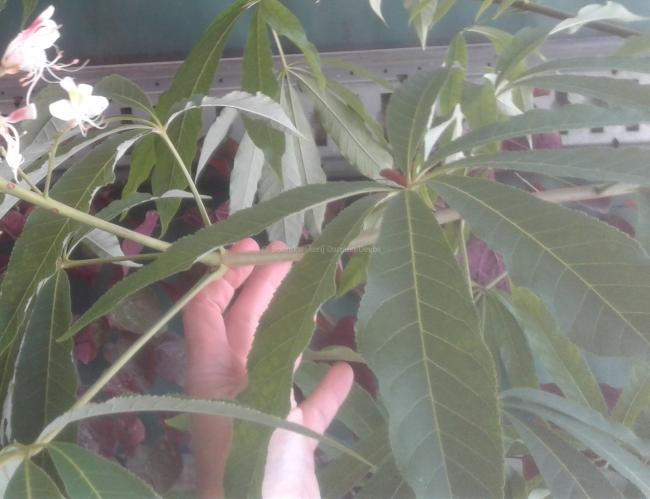 Aesculus indica 'Sydney Pearce'