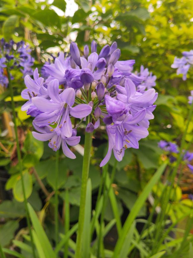 Agapanthus 'Blue Curaçao' ®