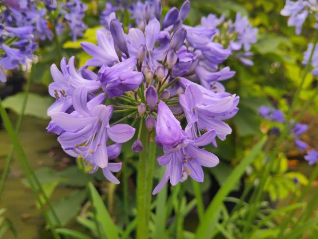 Agapanthus 'Blue Curaçao' ®