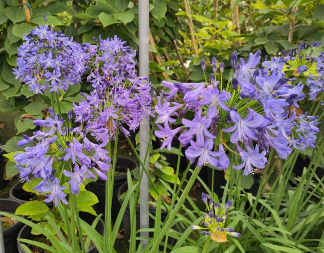 Agapanthus 'Carta' ®